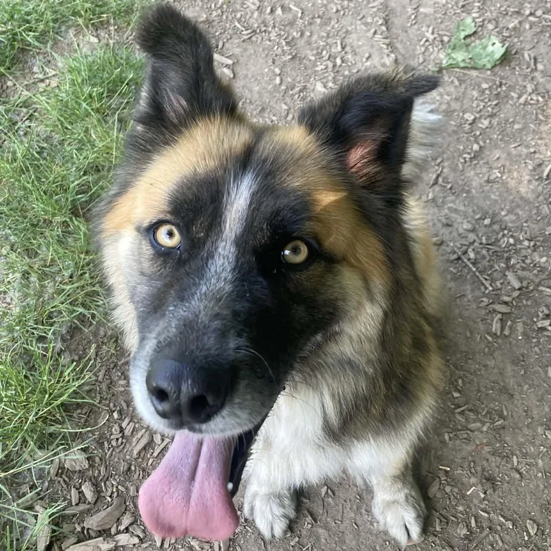 An adult medium-sized male Tricolor (Brown, Black, & White) German Shepherd Dog dog named Mojo for adoption in Snoqualmie, WA
