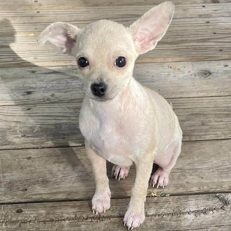A baby small-sized female Chihuahua dog named Roo for adoption in Crystal, MN