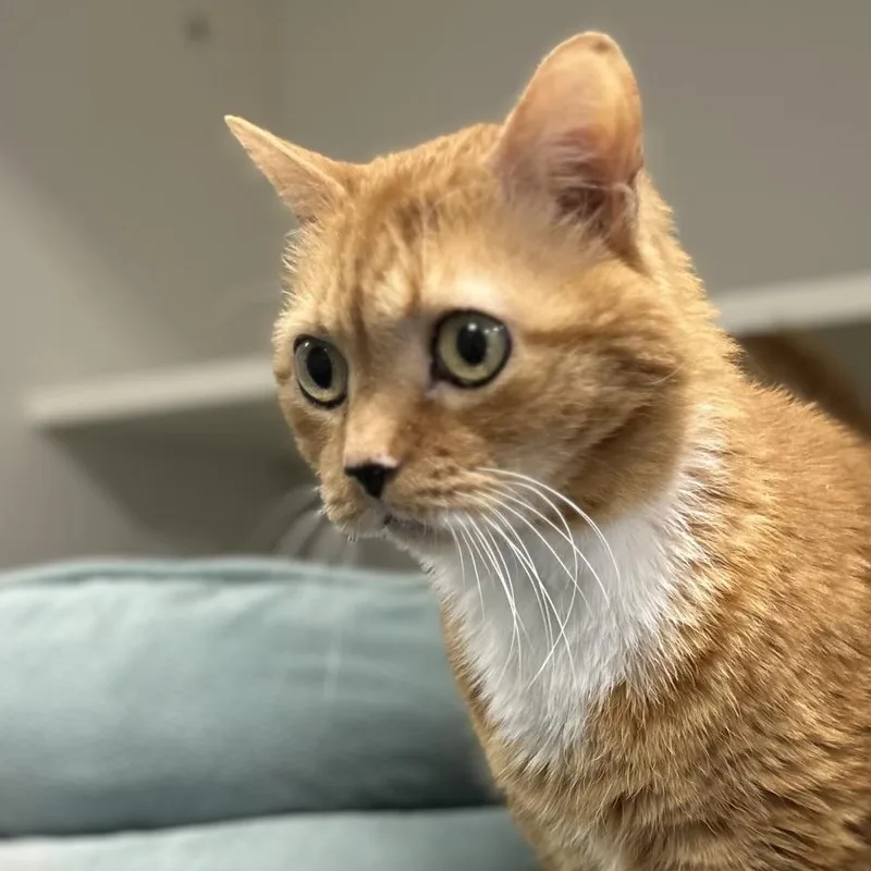 A senior large-sized male Orange / Red Domestic Short Hair cat named Little Nell for adoption in Greensboro, NC