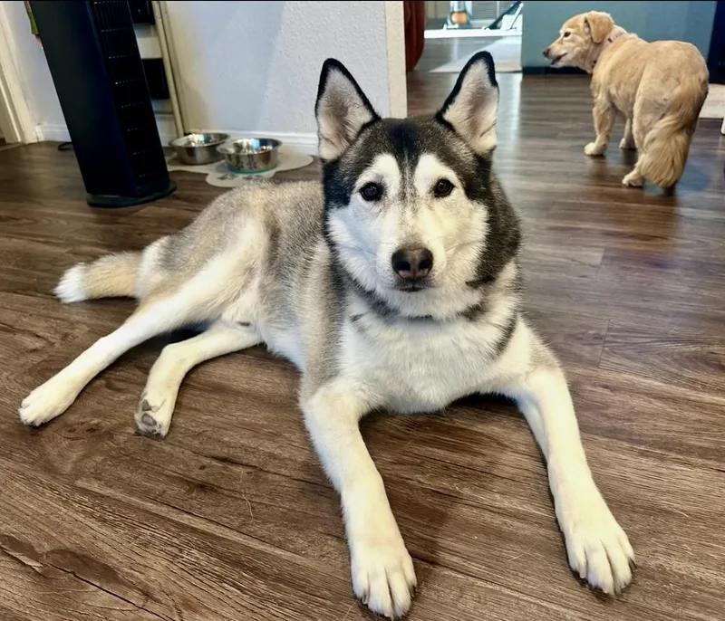 An adult medium-sized male Black Siberian Husky dog named Ranger for adoption in Manhattan Beach, CA