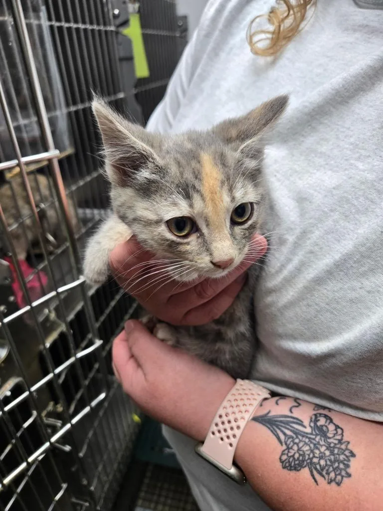 A baby medium-sized female Domestic Short Hair cat named Bee for adoption in Mount Gilead, NC