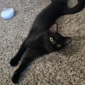 A young medium-sized female Black Domestic Short Hair cat named Nickel for adoption in Murfreesboro, TN