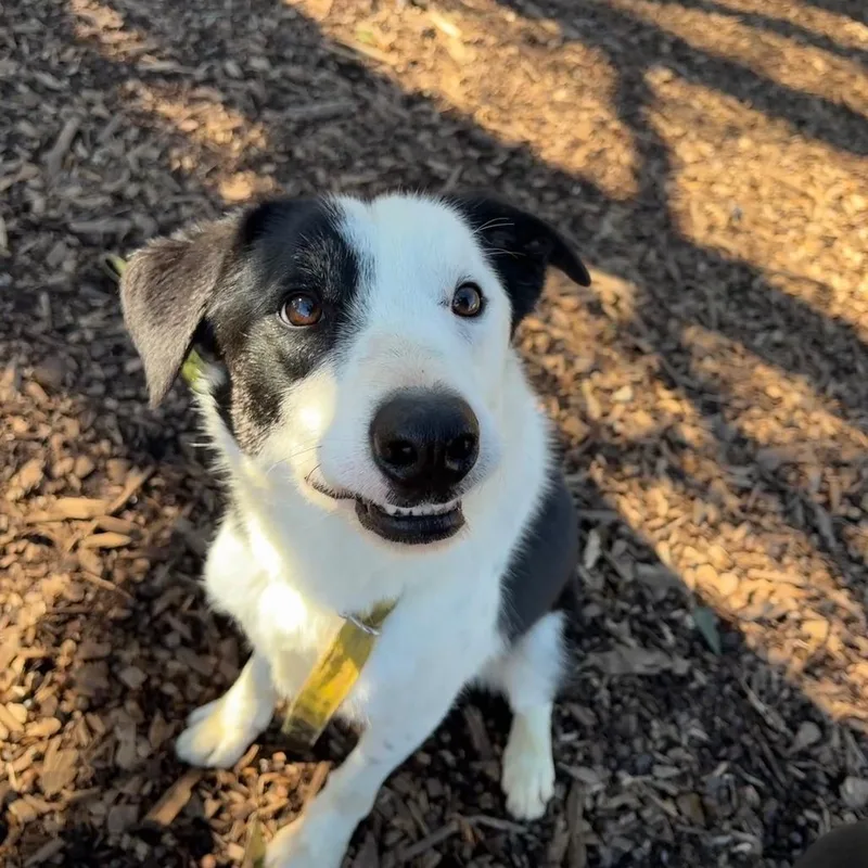 An adult medium-sized male Black Border Collie dog named Finn for adoption in Peachtree City, GA