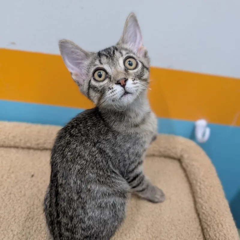 A baby medium-sized male Tabby (Buff / Tan / Fawn) Domestic Short Hair cat named Bandit for adoption in Cape Girardeau, MO