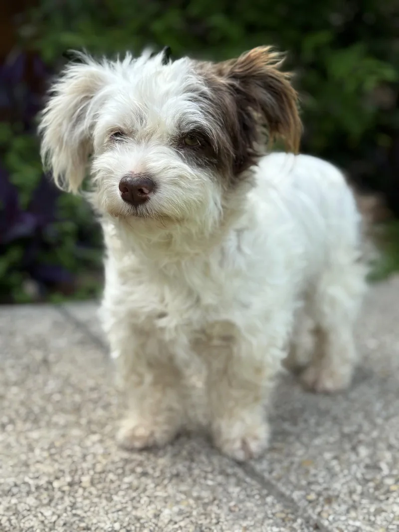 An adult small-sized female Terrier dog named Layla for adoption in Helotes, TX