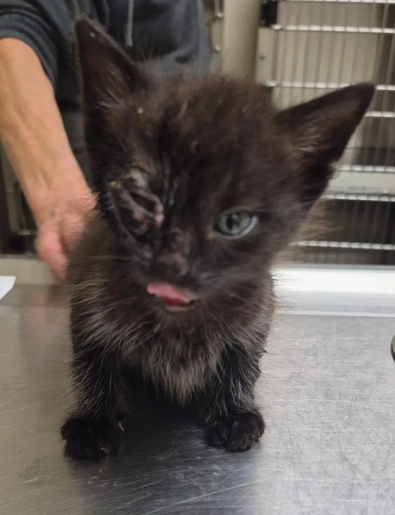 A baby medium-sized male Domestic Short Hair cat named Loopty Loop for adoption in Christiansburg, VA