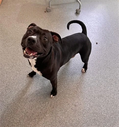 An adult large-sized male Pit Bull Terrier dog named Swiss for adoption in Toledo, OH