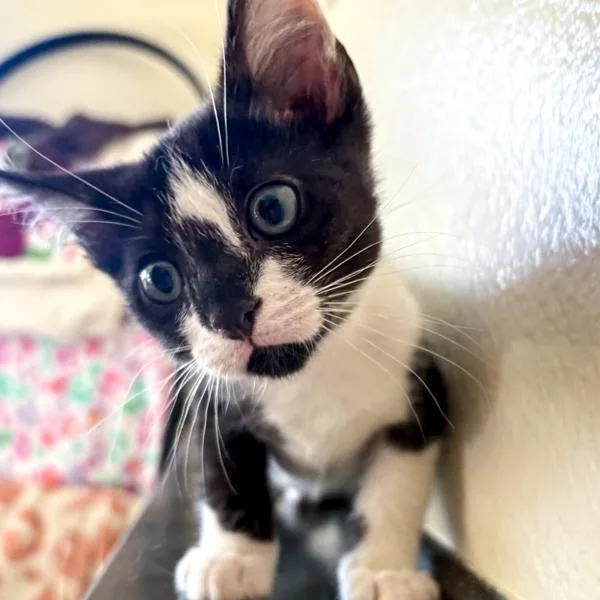 A baby small-sized male Domestic Short Hair cat named Winston for adoption in Des Moines, IA