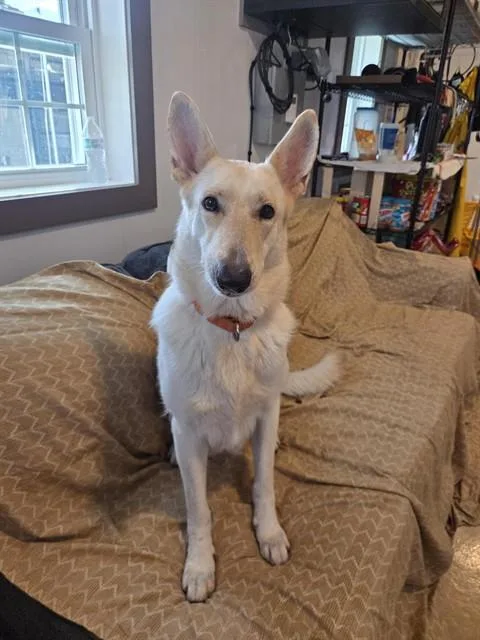 An adult large-sized female Mixed Breed dog named Moira for adoption in Palmetto, FL