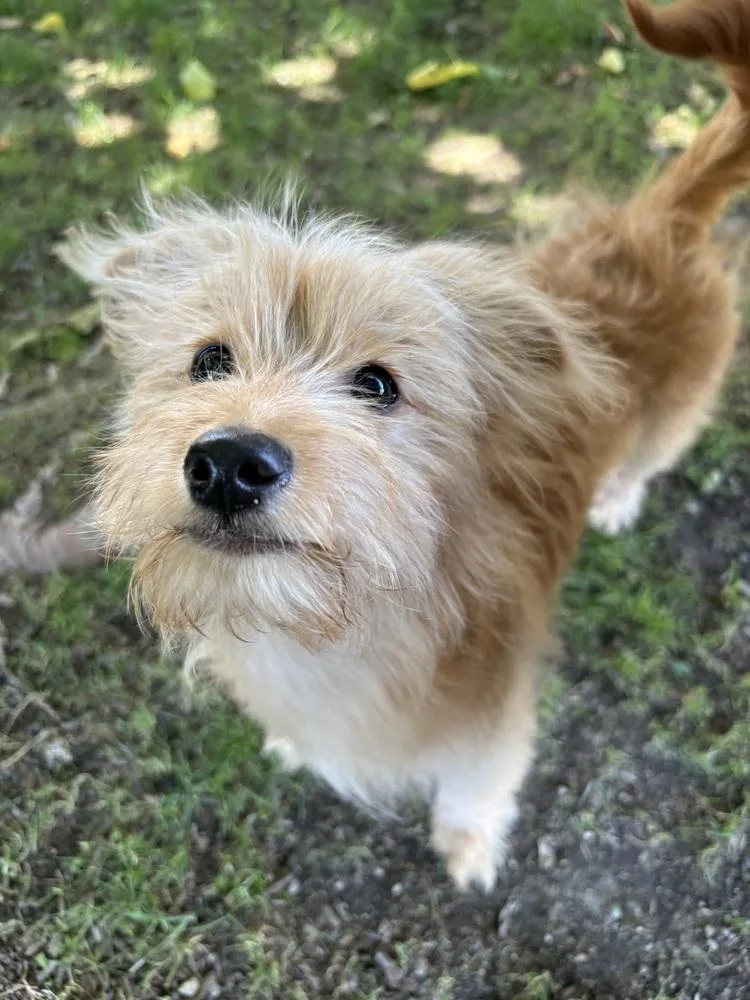 Annie