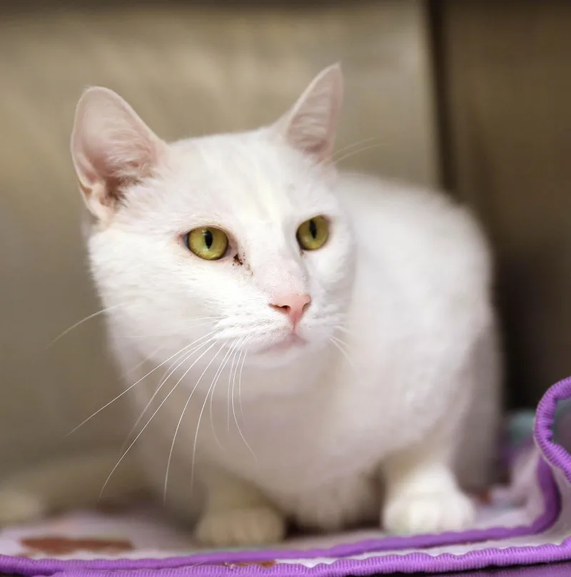 A young large-sized male Domestic Short Hair cat named Peppermint for adoption in Lambertville, NJ