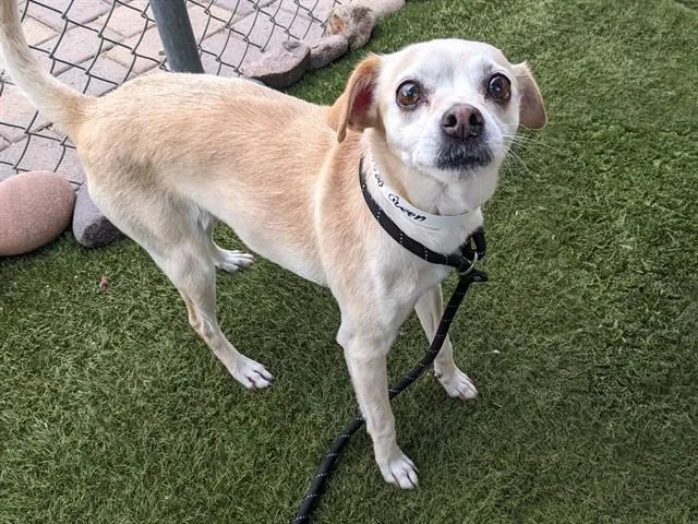 An adult small-sized female Chihuahua dog named Queen for adoption in Phoenix, AZ