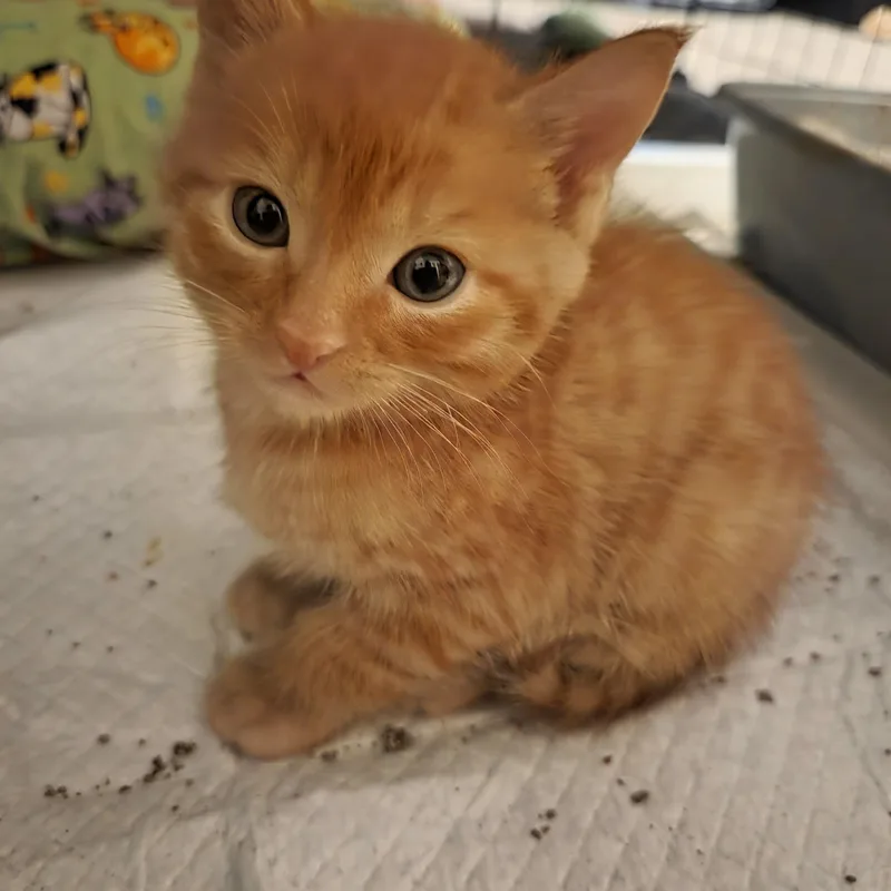 A baby medium-sized male Orange & White Domestic Short Hair cat named Snickerdoodle for adoption in Hillsboro, OR
