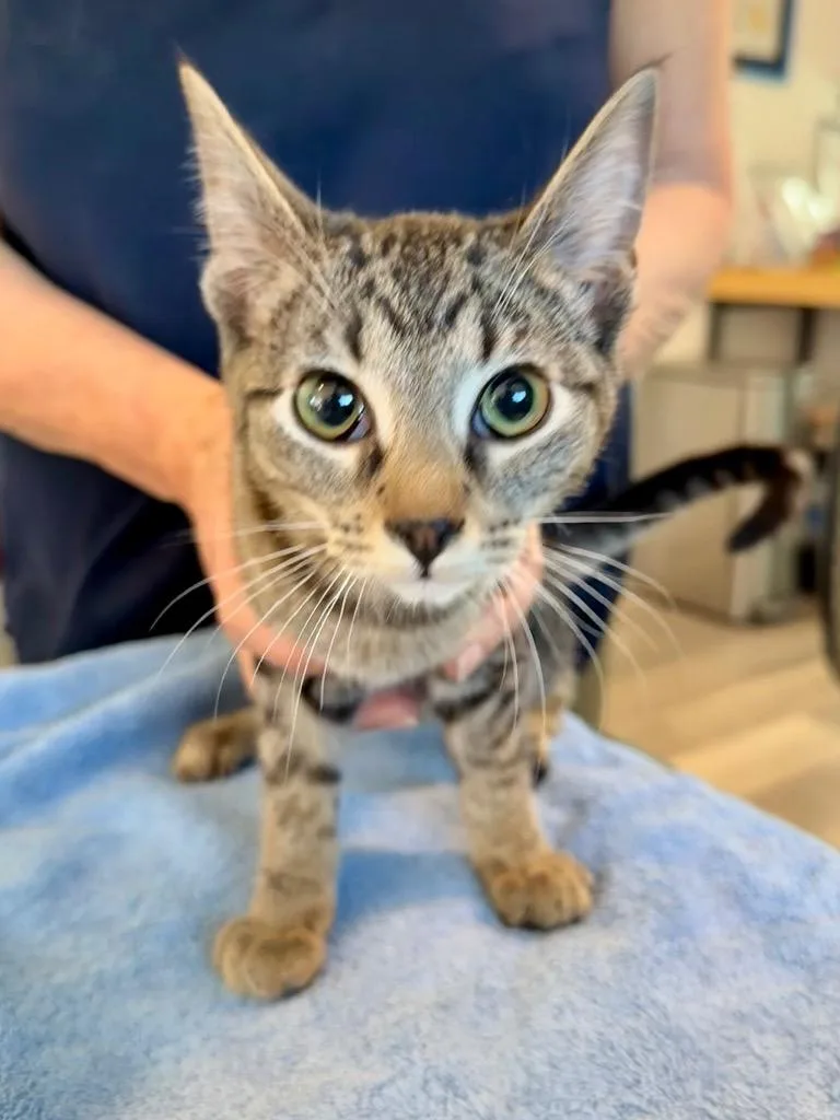 A baby medium-sized female Domestic Short Hair cat named Koa for adoption in San Pedro, CA