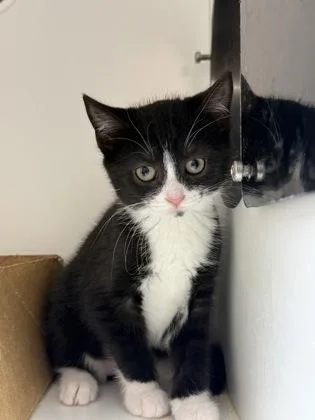 A baby small-sized female Domestic Short Hair cat named Narwhal for adoption in West Chester, PA
