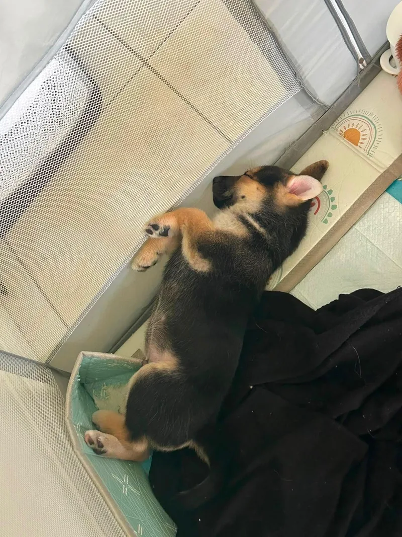 A baby large-sized male Bicolor German Shepherd Dog dog named Kobe for adoption in Brownsville, TX