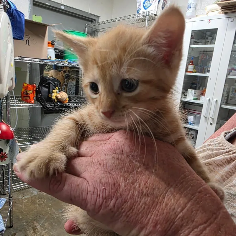 A baby small-sized male Orange / Red Domestic Short Hair cat named Sully for adoption in Eureka Springs, AR