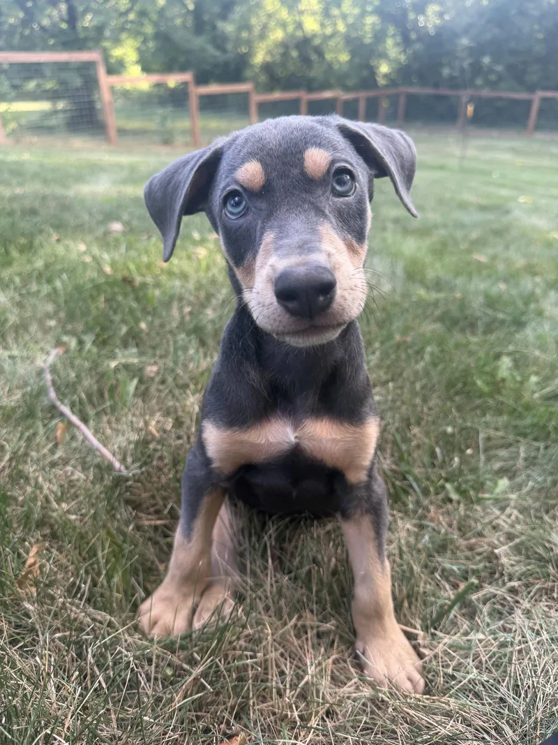 A baby large-sized male Doberman Pinscher dog named Ronan for adoption in Minneapolis, MN