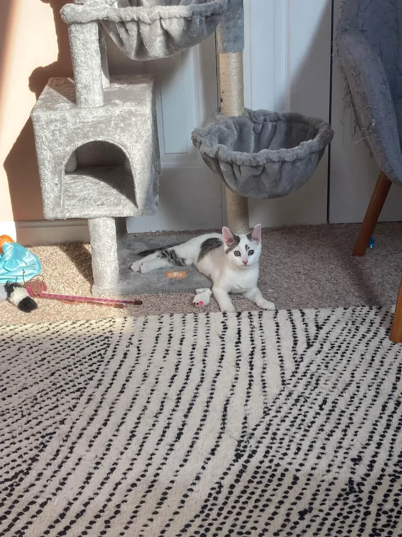 A baby medium-sized male Tabby (Gray / Blue / Silver) Domestic Short Hair cat named Demi for adoption in Cleveland, OH