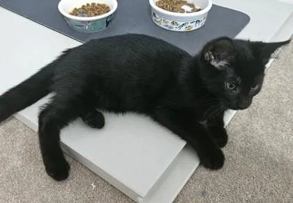 A young small-sized male Domestic Short Hair cat named Erik for adoption in New Hope, PA