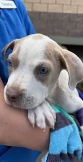 A baby small-sized male Pit Bull Terrier dog named Murphy for adoption in Honolulu, HI
