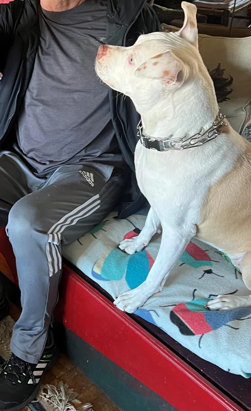 An adult medium-sized female American Bully dog named Kady the Beautiful White for adoption in Charlottesville, VA