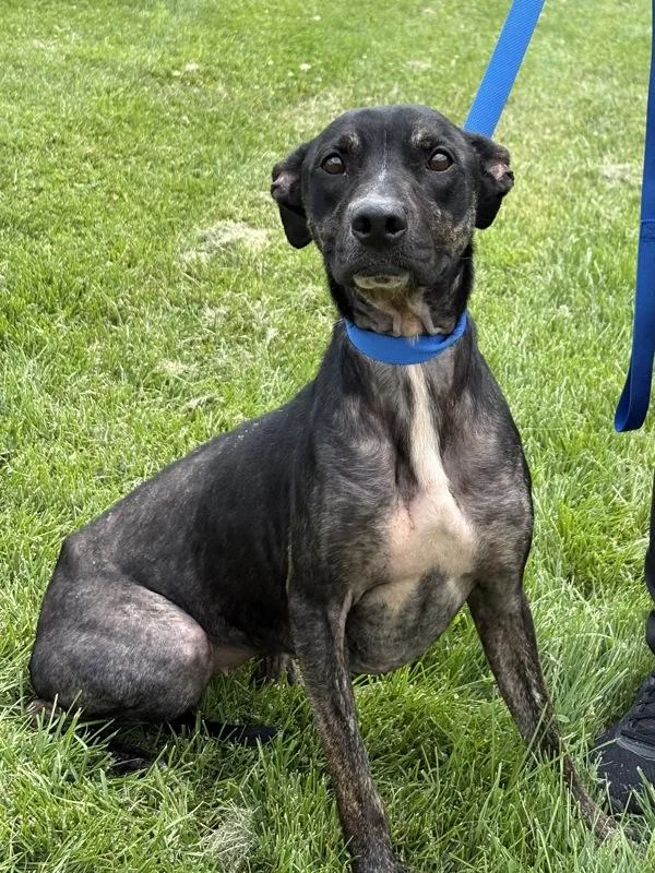 An adult medium-sized female Pit Bull Terrier dog named Athena for adoption in Lancaster, OH