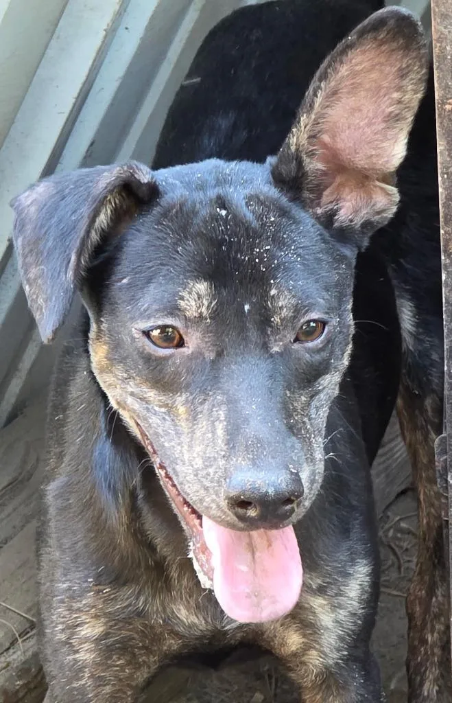 A baby medium-sized male Labrador Retriever dog named Guido Sarducci for adoption in Hartsville, SC