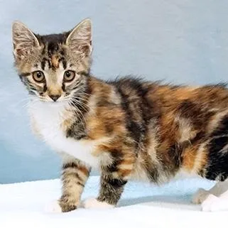 A baby medium-sized female Calico Torbie cat named Blossom for adoption in Maynardville, TN
