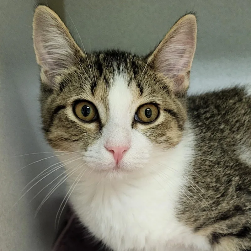 A baby medium-sized male Tabby (Buff / Tan / Fawn) Domestic Short Hair cat named Char Broil for adoption in Grayslake, IL