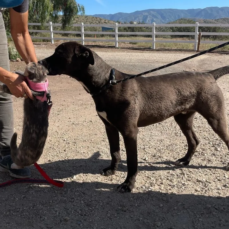 A young medium-sized male Gray / Blue / Silver Pit Bull Terrier dog named Jax for adoption in las vegas, NV