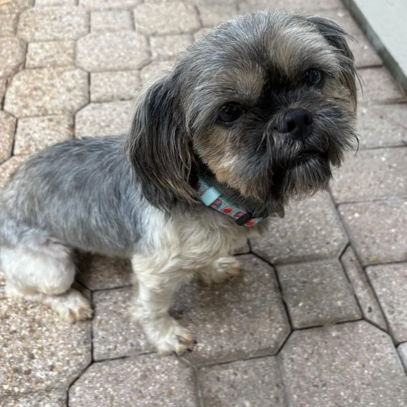 An adult small-sized female Yellow / Tan / Blond / Fawn Shih Tzu dog named Lala Sunshine for adoption in Houston, TX