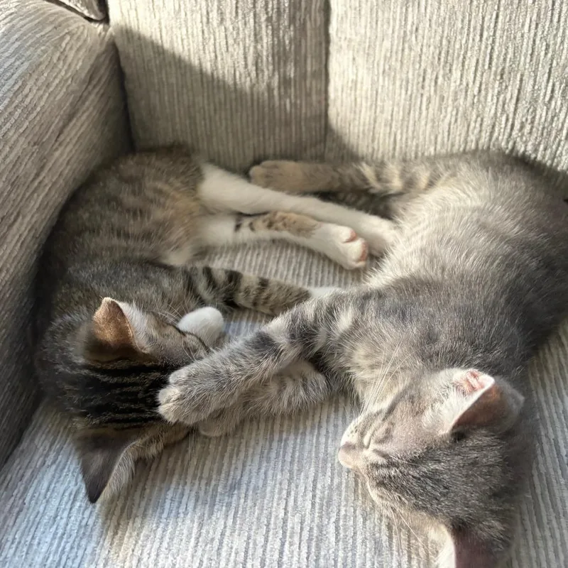 A baby small-sized male Gray / Blue / Silver Domestic Short Hair cat named Freddy for adoption in Costa Mesa, CA