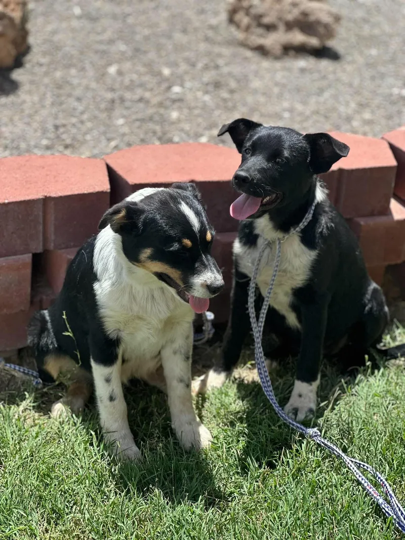 A young medium-sized female Tricolor (Brown, Black, & White) Border Collie dog named Harlow for adoption in Fort Collins, CO