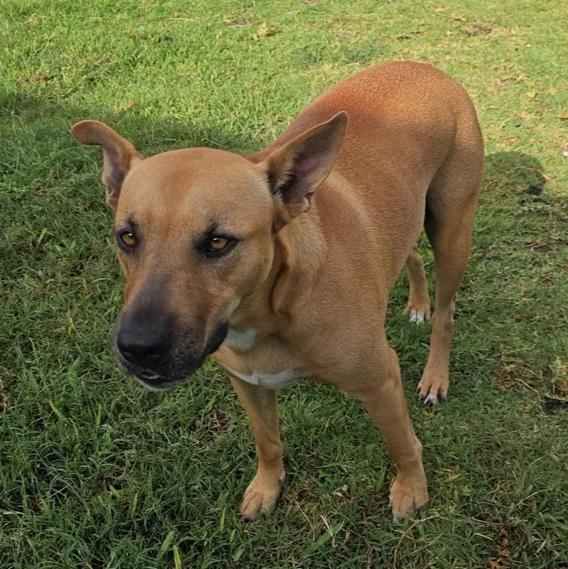 An adult medium-sized female Yellow / Tan / Blond / Fawn Carolina Dog dog named Kiki for adoption in CORPUS CHRISTI, TX