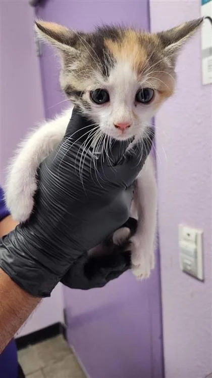A baby small-sized female Black Domestic Short Hair cat named Guppy for adoption in El Paso, TX