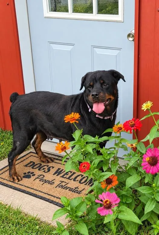 An adult large-sized female Rottweiler dog named Sassy for adoption in Mclean, IL