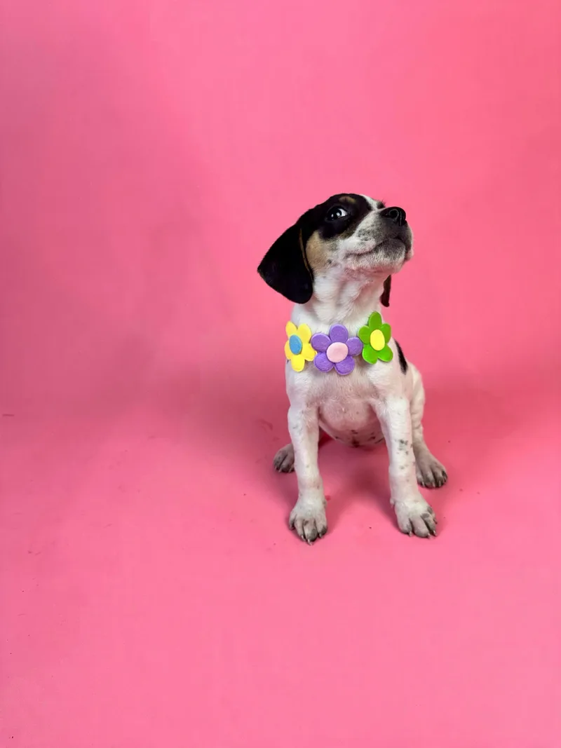 Amy Santiago thumbnail 4