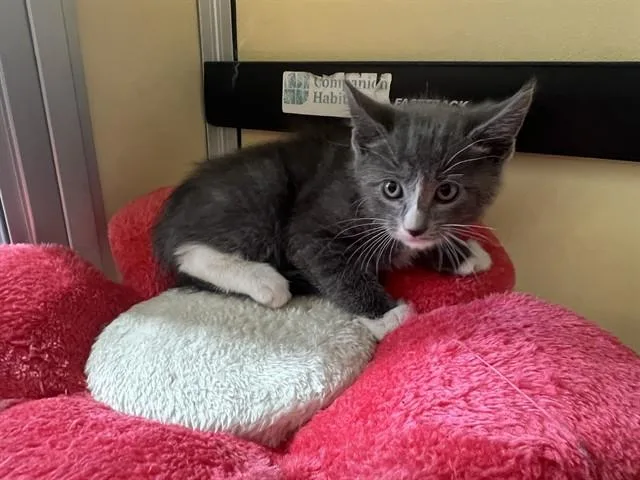 A baby small-sized male Domestic Short Hair cat named Tino for adoption in Lancaster, CA