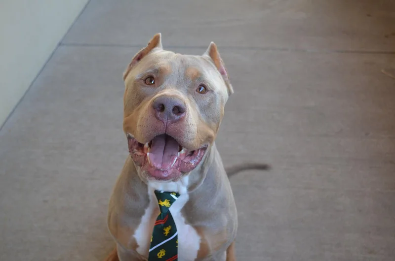 An adult large-sized male Pit Bull Terrier dog named Twix for adoption in McKinney, TX