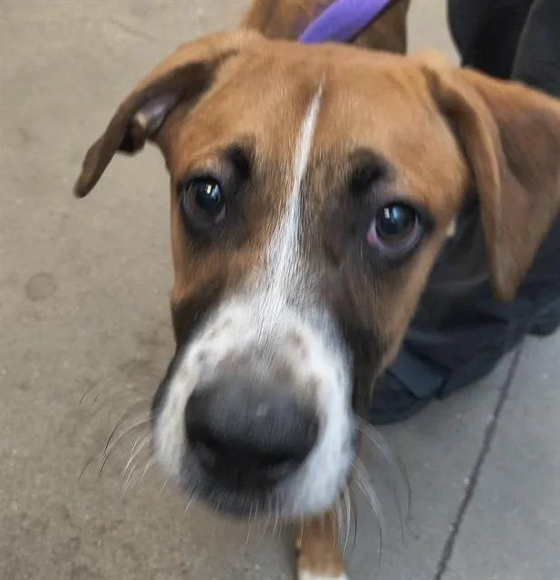 A young medium-sized male Rhodesian Ridgeback dog named Howie for adoption in Tucson, AZ