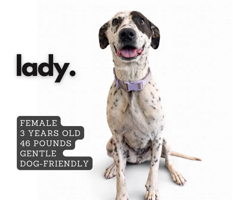 An adult large-sized female Mixed Breed dog named Lady for adoption in Ashland, KY