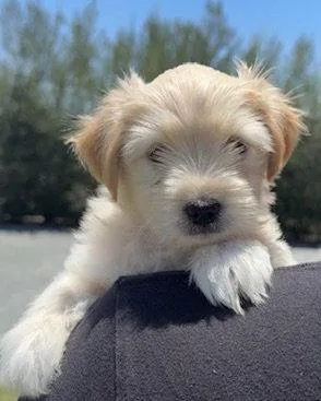 A baby small-sized male Maltese dog named Woody for adoption in Corona, CA