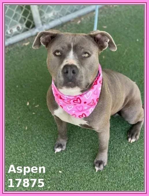 Aspen thumbnail 3