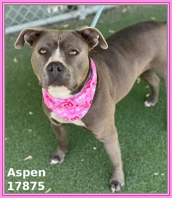 Aspen thumbnail 5