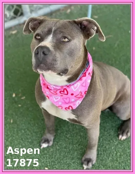 Aspen thumbnail 6