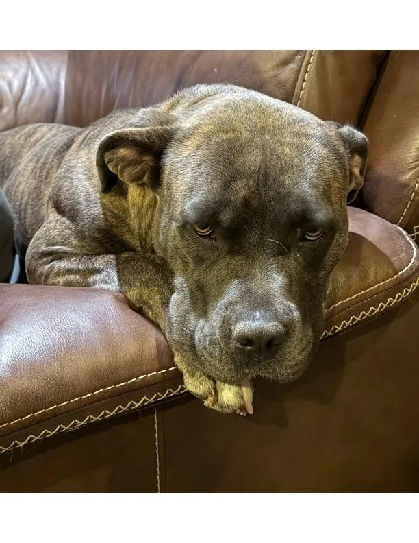 A young medium-sized female American Staffordshire Terrier dog named Pepper for adoption in Farmersville, TX