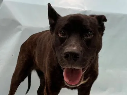 A senior large-sized female Labrador Retriever dog named Zoey for adoption in Coon Rapids, MN
