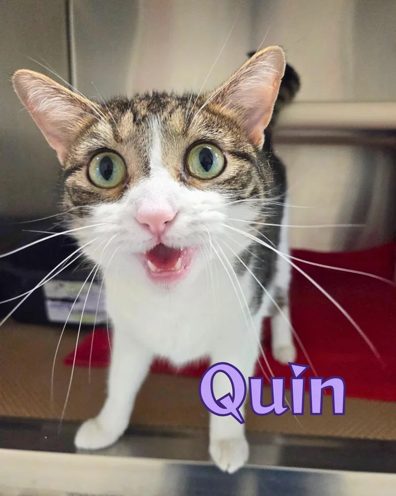 An adult medium-sized female Tabby (Brown / Chocolate) Domestic Short Hair cat named Quin for adoption in Nevada, IA