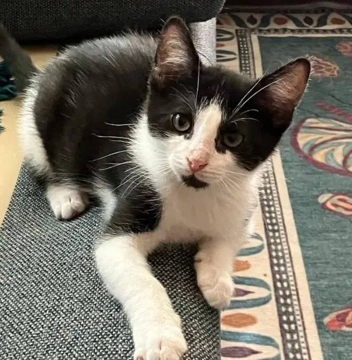 A baby medium-sized male Black & White / Tuxedo Tuxedo cat named Louis for adoption in Reeseville, WI